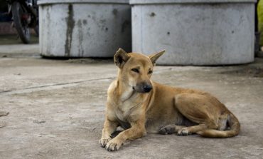 Issues with dogs are on the decline in County Durham