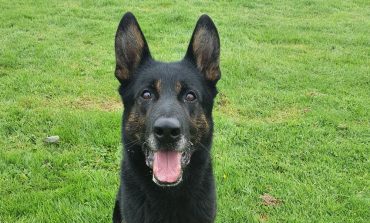 Could you give PD Buzz a forever home?