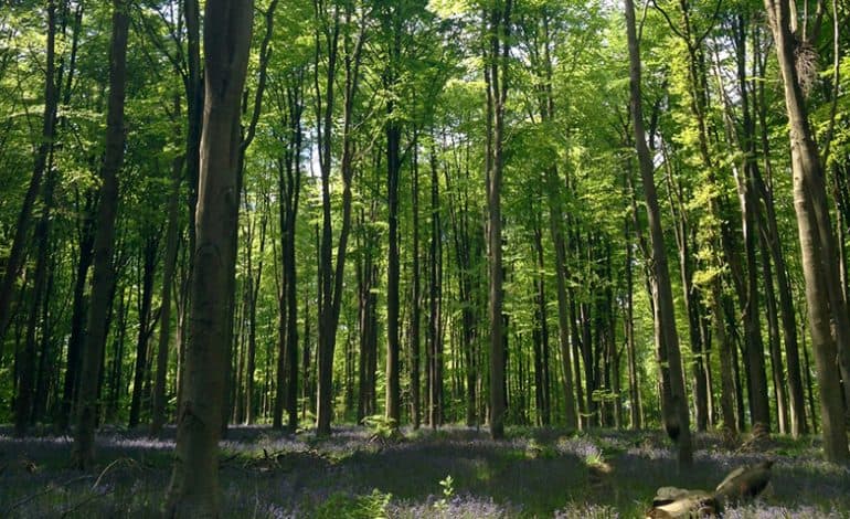 Woodland in County Durham to be increased in plan to tackle climate change