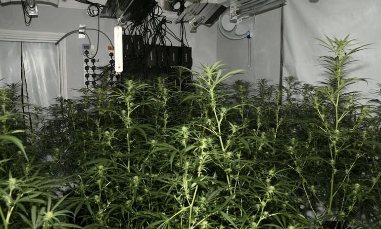 Three men jailed for £2m cannabis farm network that included Aycliffe