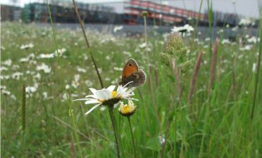 Have your say on shopfront design and biodiversity planning policies